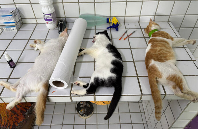Veterinário alerta para cuidados com a rinotraqueíte felina no frio