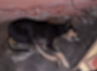Teixeira registra mais de 200 mortes de cães e gatos com suspeita de envenenamento