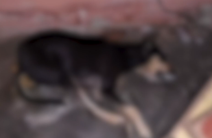Teixeira registra mais de 200 mortes de cães e gatos com suspeita de envenenamento