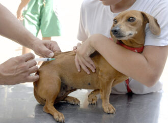 Saiba onde levar cães e gatos para vacinação antirrábica em João Pessoa