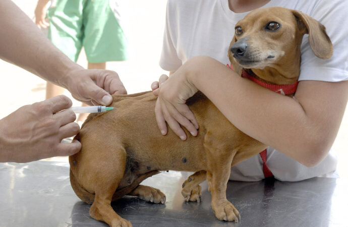 Saiba onde levar cães e gatos para vacinação antirrábica em João Pessoa