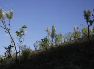Leis do licenciamento ambiental são inconstitucionais