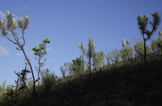 Leis do licenciamento ambiental são inconstitucionais