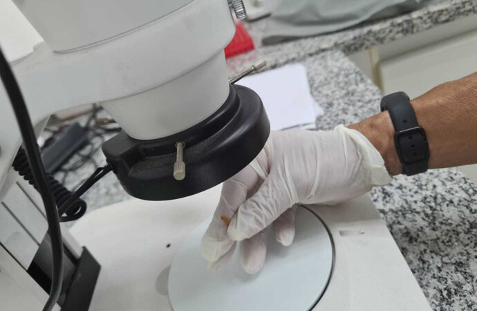 como insetos ajudam a solucionar crimes reais no Brasil