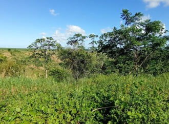 Operação do MP autua mais de 230 hectares de desmatamento ilegal na Paraíba