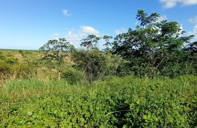 Operação do MP autua mais de 230 hectares de desmatamento ilegal na Paraíba