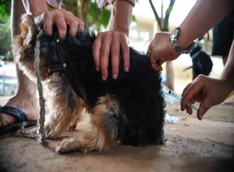 Veja os pontos de vacinação antirrábica em Campina Grande