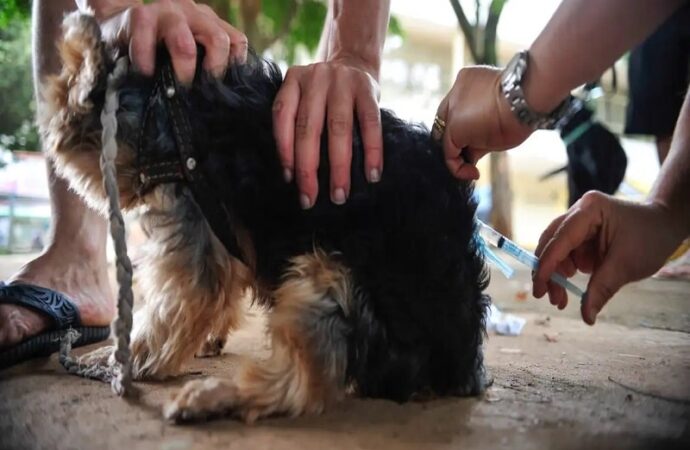 Veja os pontos de vacinação antirrábica em Campina Grande